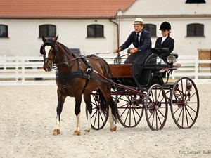Powożenie wraca na małopolskie Hipodromy - sukcesy zawodnika z Podhala